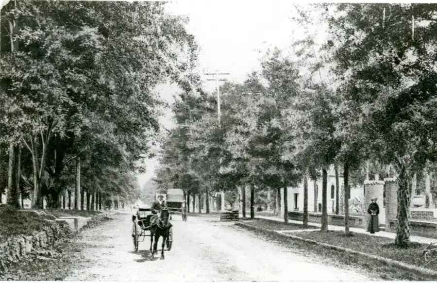 Two horse-drawn buggies on North Woodland Boulevard
