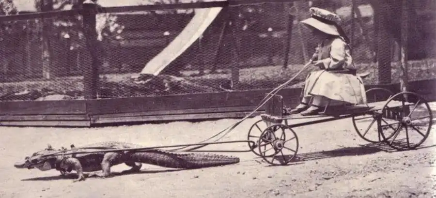 Pet alligator pulling a small carriage