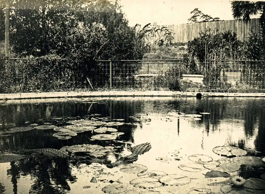 Historic photograph: Alligators in the pool at the Stetson Mansion
