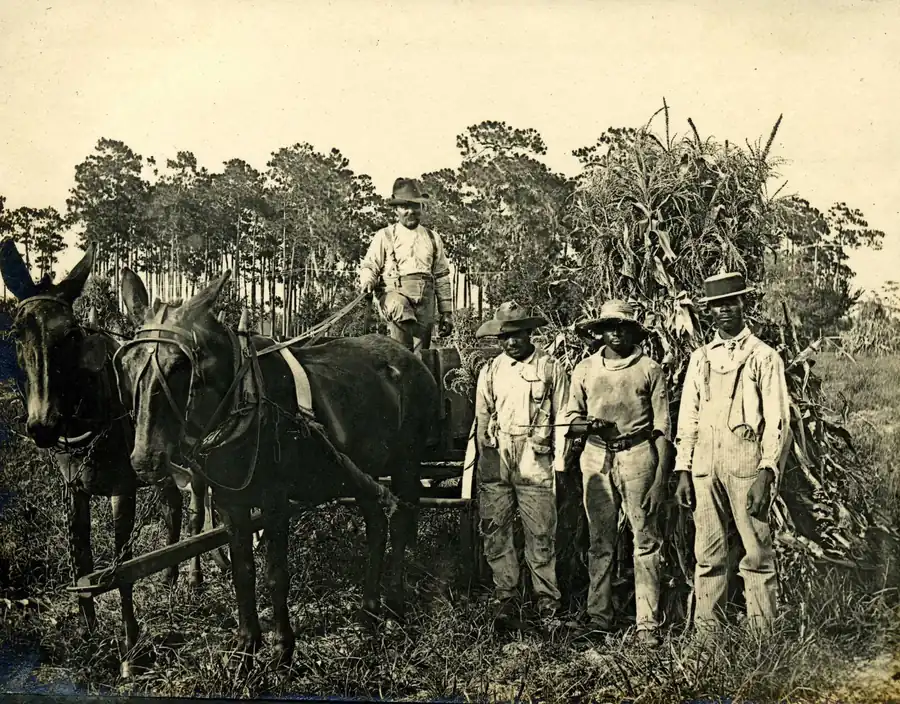 Corn harvest at the Stetson Mansion